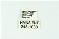 三色豔苔蛾藏品圖，第3張