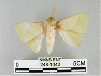 青枯葉蛾藏品圖，第1張