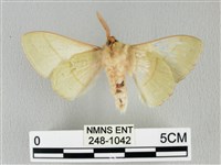 青枯葉蛾藏品圖，第2張