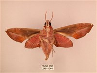 暗綠白腰天蛾藏品圖，第2張