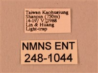 暗綠白腰天蛾藏品圖，第3張