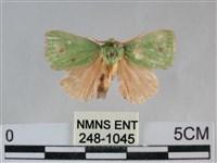 登錄號:000248-01045藏品圖，第1張