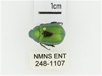 艷金龜藏品圖，第1張