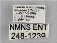眉原褐刺蛾藏品圖，第3張