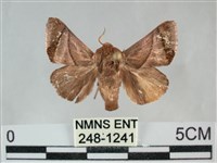 眉原褐刺蛾藏品圖，第1張