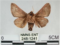 眉原褐刺蛾藏品圖，第2張