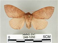 馬尾松枯葉蛾藏品圖，第1張