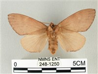 馬尾松枯葉蛾藏品圖，第2張