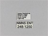 馬尾松枯葉蛾藏品圖，第3張