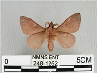 薄翅枯葉蛾藏品圖，第2張