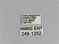 薄翅枯葉蛾藏品圖，第3張