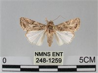 斜紋夜盜蛾藏品圖，第1張