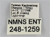 斜紋夜盜蛾藏品圖，第3張