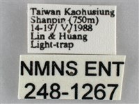 扁刺蛾藏品圖，第3張