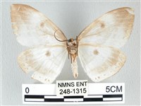 圓翅大鉤蛾藏品圖，第2張