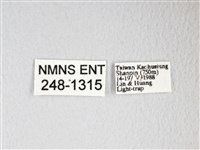 圓翅大鉤蛾藏品圖，第3張