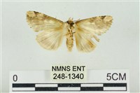 連珠波紋蛾藏品圖，第2張