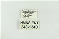 連珠波紋蛾藏品圖，第3張