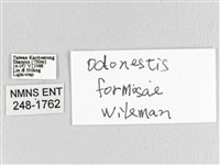 臺灣蘋毛蟲藏品圖，第3張