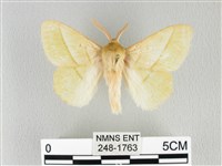 青枯葉蛾藏品圖，第1張