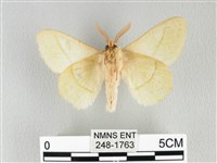 青枯葉蛾藏品圖，第2張