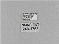 青枯葉蛾藏品圖，第3張