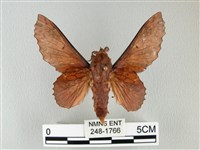 鋸緣枯葉蛾藏品圖，第1張