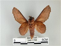 鋸緣枯葉蛾藏品圖，第2張