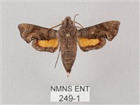 凹緣天蛾藏品圖，第1張