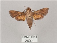 凹緣天蛾藏品圖，第2張