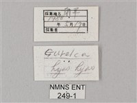 凹緣天蛾藏品圖，第3張