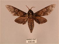 白星天蛾藏品圖，第1張