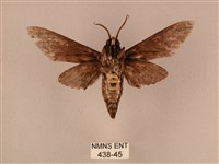 白星天蛾藏品圖，第2張