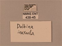 白星天蛾藏品圖，第3張