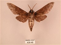 白星天蛾藏品圖，第2張