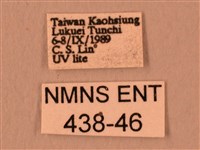 白星天蛾藏品圖，第3張