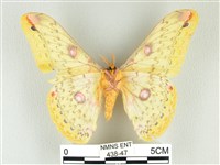 黃豹天蠶蛾藏品圖，第2張