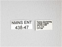 黃豹天蠶蛾藏品圖，第3張