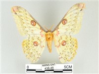 黃豹天蠶蛾藏品圖，第1張