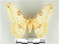 黃豹天蠶蛾藏品圖，第1張