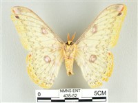 黃豹天蠶蛾藏品圖，第2張