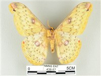 黃豹天蠶蛾藏品圖，第2張