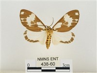 後凸蝶燈蛾藏品圖，第1張