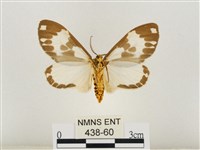 後凸蝶燈蛾藏品圖，第2張