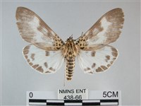 扭擬燈蛾藏品圖，第1張