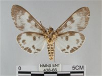 扭擬燈蛾藏品圖，第2張