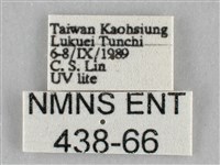 扭擬燈蛾藏品圖，第3張