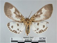 扭擬燈蛾藏品圖，第1張