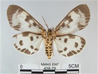 扭擬燈蛾藏品圖，第2張