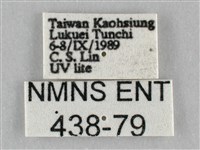 扭擬燈蛾藏品圖，第3張